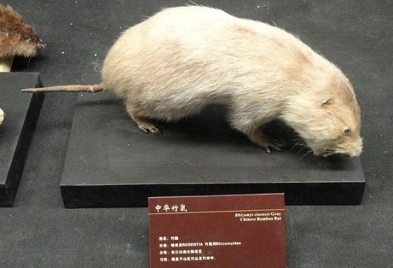 竹鼠算野味吗？