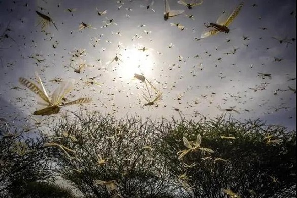 过量降雨引发千亿蝗虫肆虐，干旱就能减少虫灾吗？