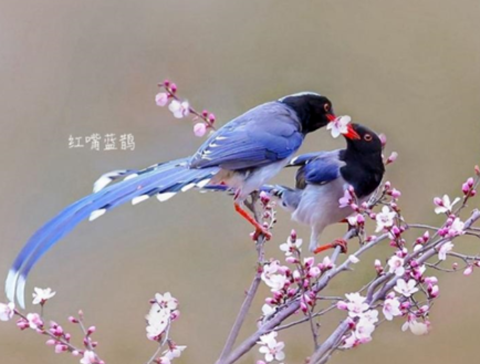 山鹰（朱敬恩）：鸟有什么好聊的？|2022年·第2期